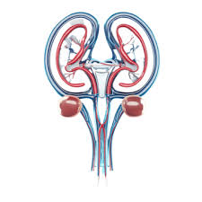 أطباء مسالك وكلى
